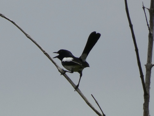 Philippine Magpie-Robin (Copsychus mindanensis), photo 8