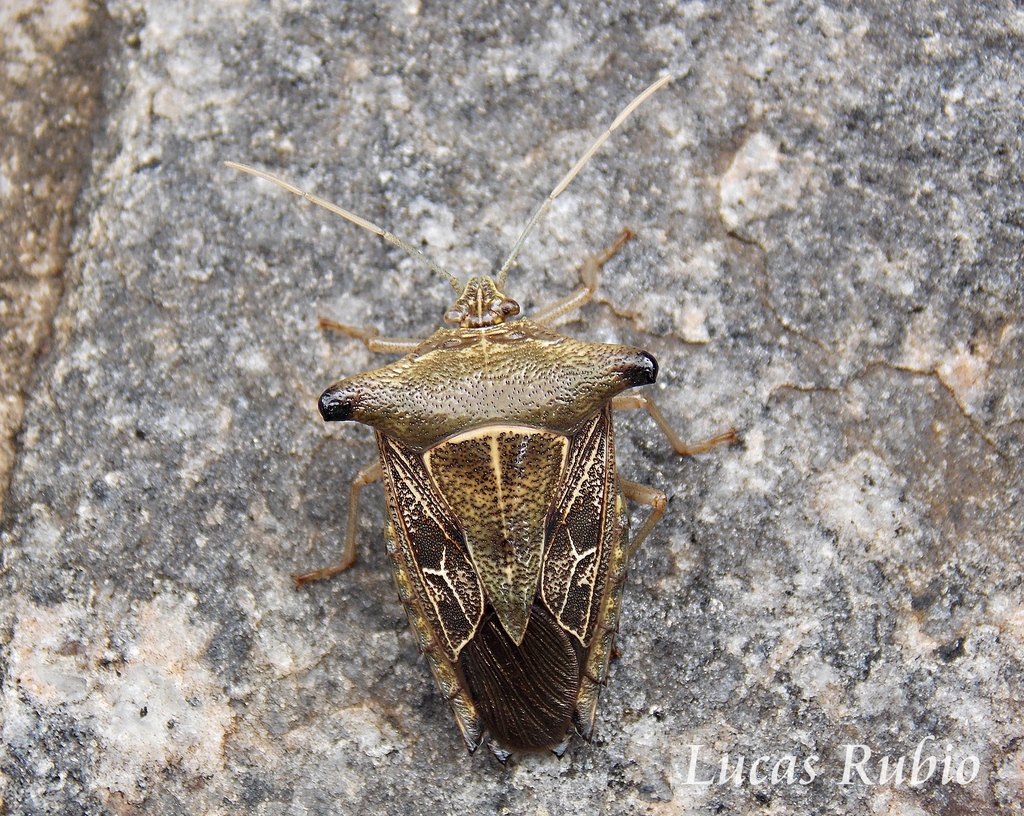 Edessa leucogramma