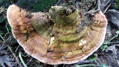 Rigidoporus microporus