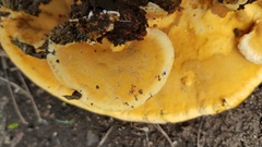Rigidoporus microporus