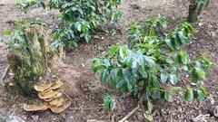 Rigidoporus microporus