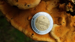 Rigidoporus microporus