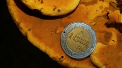 Rigidoporus microporus