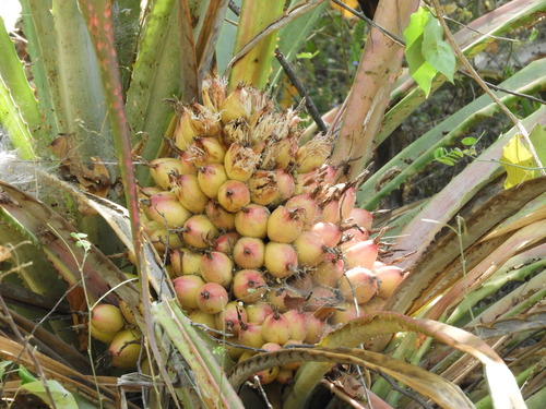 Bromelia hemispherica (Bromelia hemispherica)