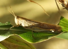 Schistocerca camerata