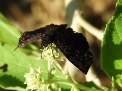 Cycloglypha thrasibulus thrasibulus