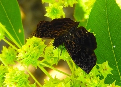 Cycloglypha thrasibulus thrasibulus