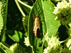 Zelus grassans