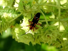 Oncopeltus guttaloides