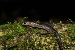 Holy-Mountain Salamander photo 4