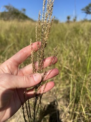 Arundinella nepalensis image