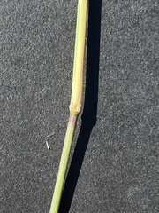Arundinella nepalensis image
