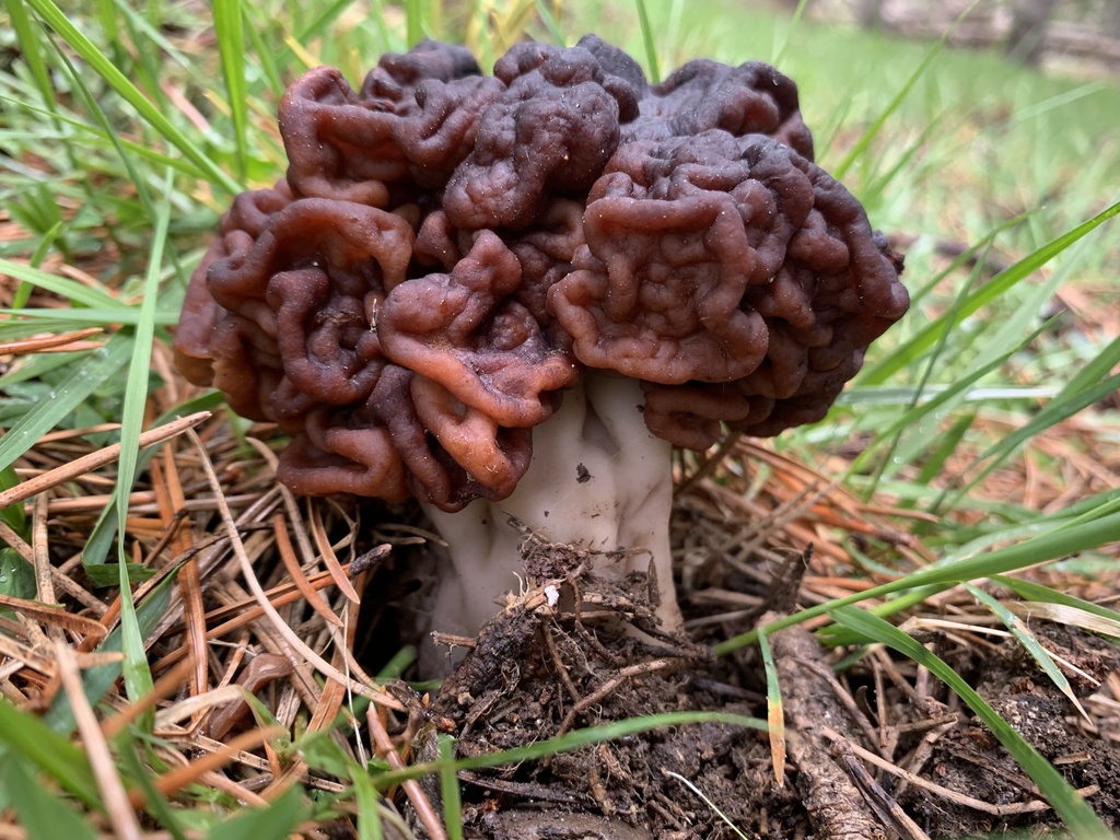 Gyromitra