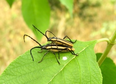 Sphaenothecus trilineatus
