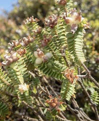Pimelea sporadica
