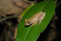 Ptychohyla euthysanota