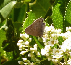 Satyrium tetra