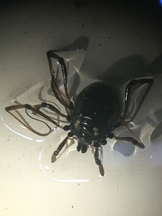 Paranemastoma quadripunctatum