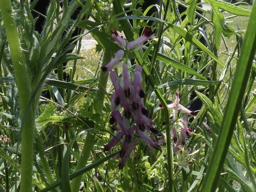 Purple Ramping-fumitory (Fumaria purpurea)