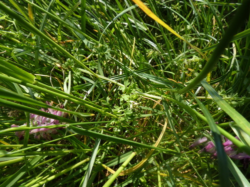 Fumaria purpurea, photograph 2