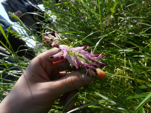 Fumaria purpurea, photograph 3