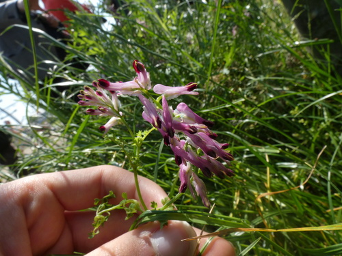 Fumaria purpurea, photograph 4