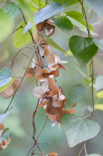 Dioscorea cirrhosa iNat (1)