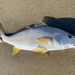 Yellowfin Croaker - Photo (c) Eliot Freutel, some rights reserved (CC BY-NC), uploaded by Eliot Freutel