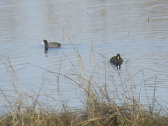 Fulica americana americana