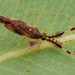 Irianocoris australicus - Photo (c) Gunter Maywald, some rights reserved (CC BY-NC), uploaded by Gunter Maywald