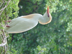 Bubulcus ibis