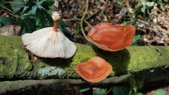 Lentinula boryana
