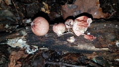 Lycoperdon fuligineum