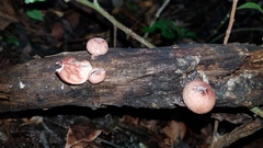 Lycoperdon fuligineum