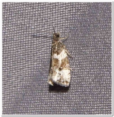 Olethreutes fasciatana