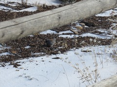 Junco hyemalis caniceps