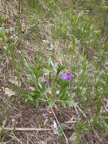 Image of Lathyrus frolovii by (c) Светлана Князева, some rights reserved (CC BY)