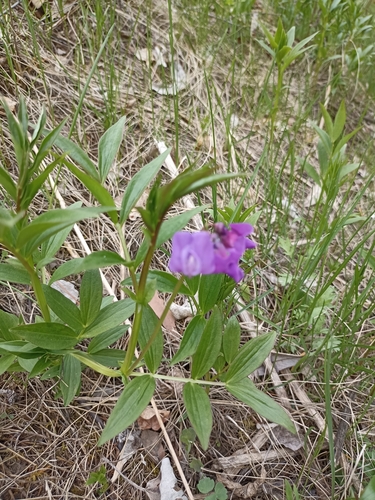 Image of Lathyrus frolovii by (c) Светлана Князева, some rights reserved (CC BY)