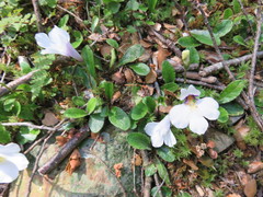 Mazus radicans