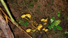 Tricholomopsis aurea
