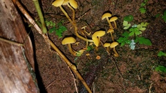 Tricholomopsis aurea