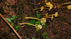 Tricholomopsis aurea