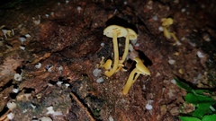 Tricholomopsis aurea