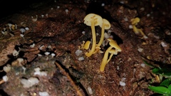 Tricholomopsis aurea