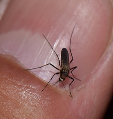 Aedes scapularis