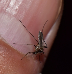 Aedes scapularis