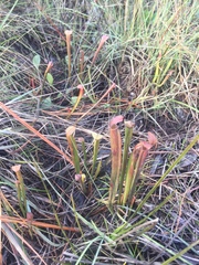 Sarracenia rubra