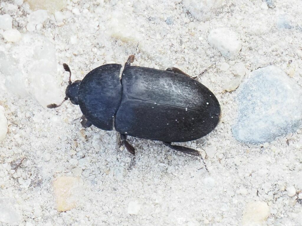 Dermestes olivieri
