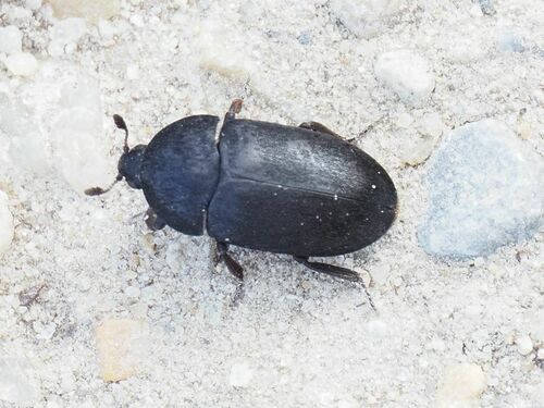 Dermestes olivieri
