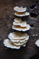 Fungi